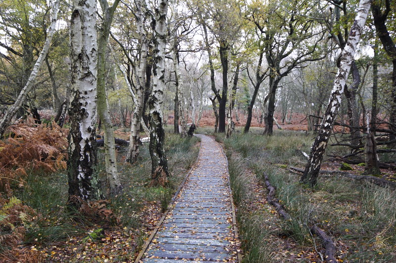 Arne Boardwalk, Dorset, England
