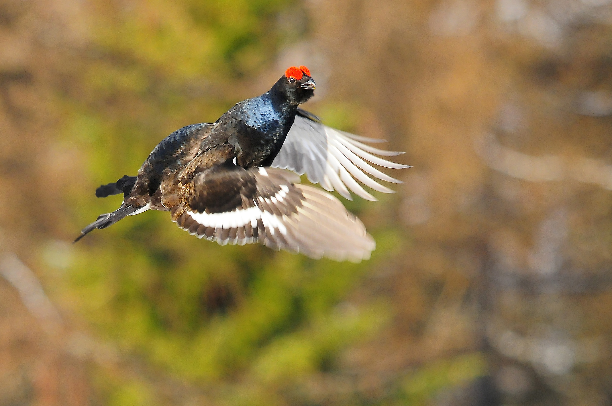 the flight of the Forcello