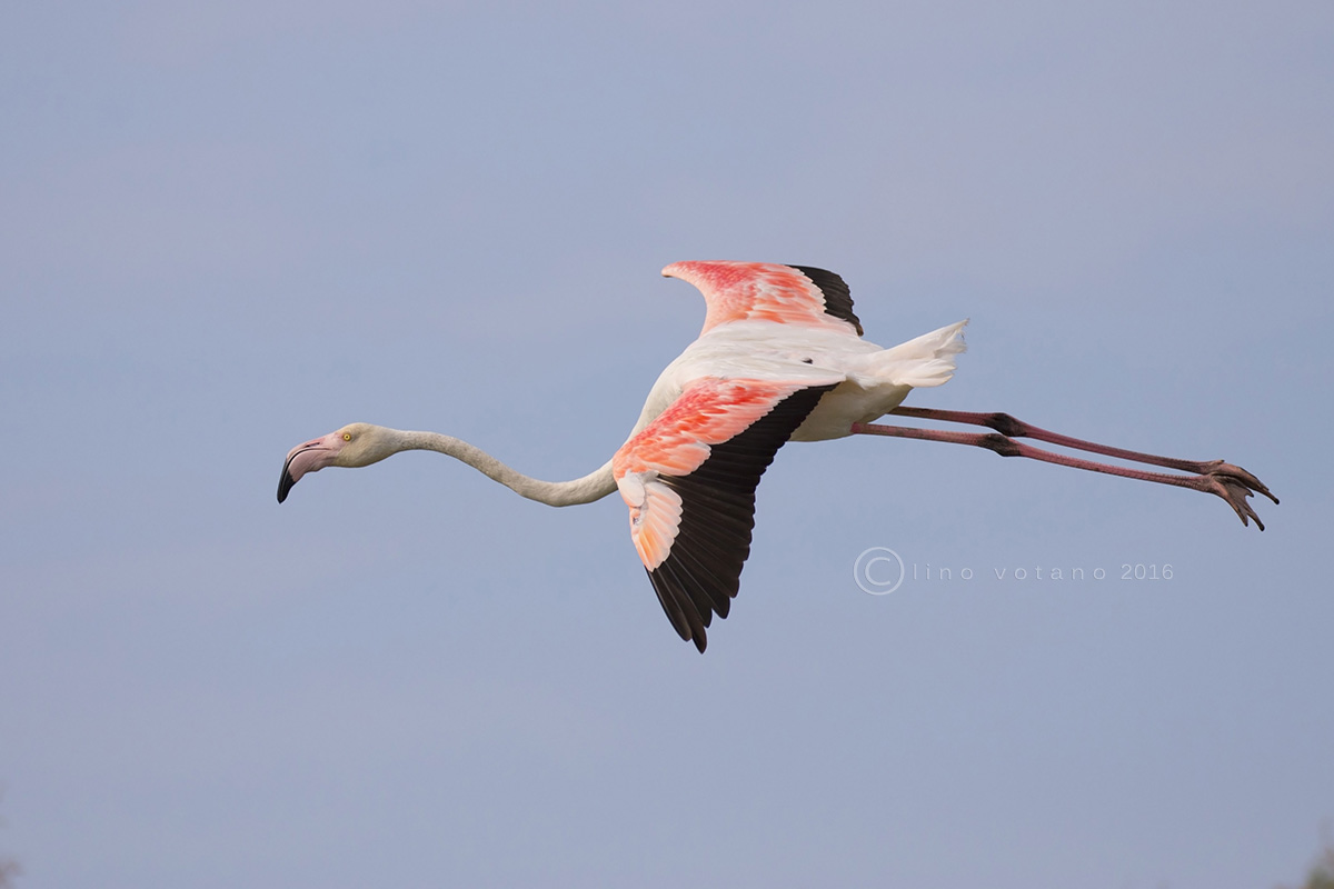 Flamingo (Phoenicopterus roseus)