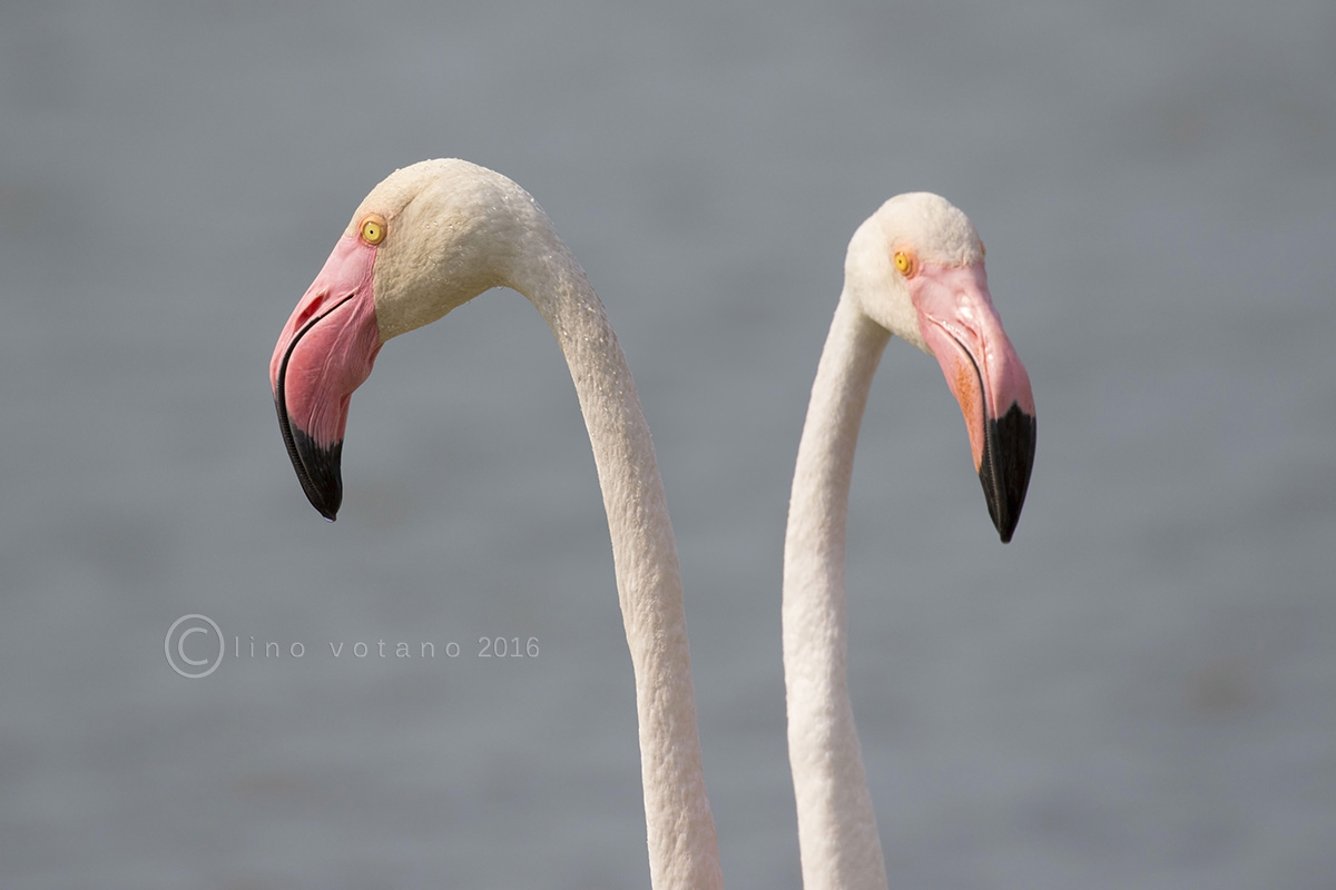 Flamingo (Phoenicopterus roseus)