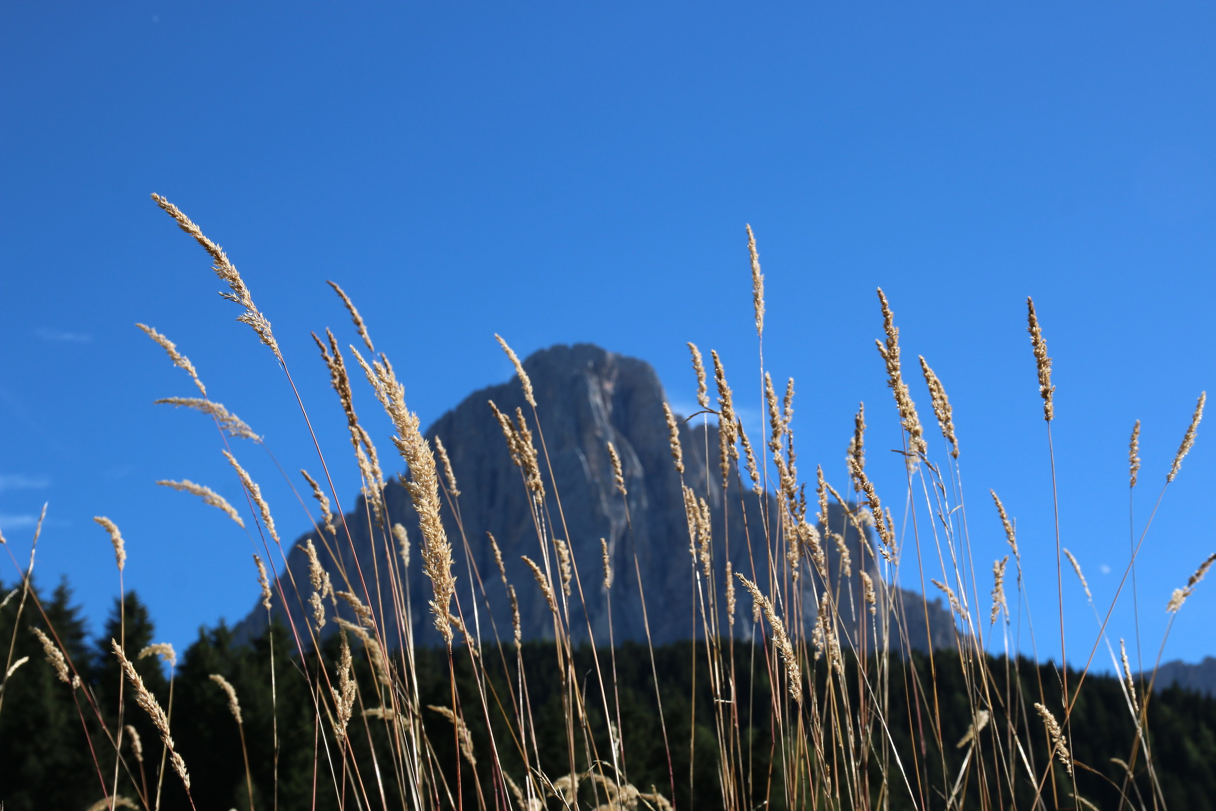 spighe vs Sassolungo (prova inserimento)