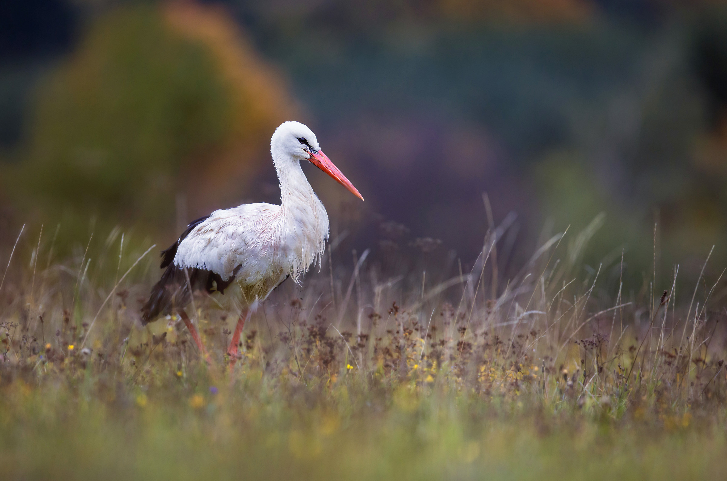 Late summer stork