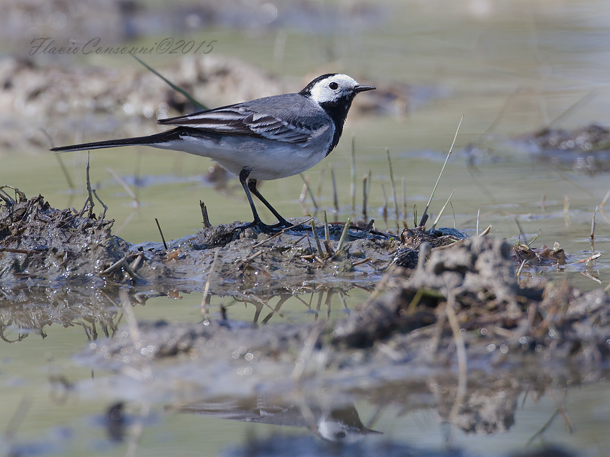 white Wagtail