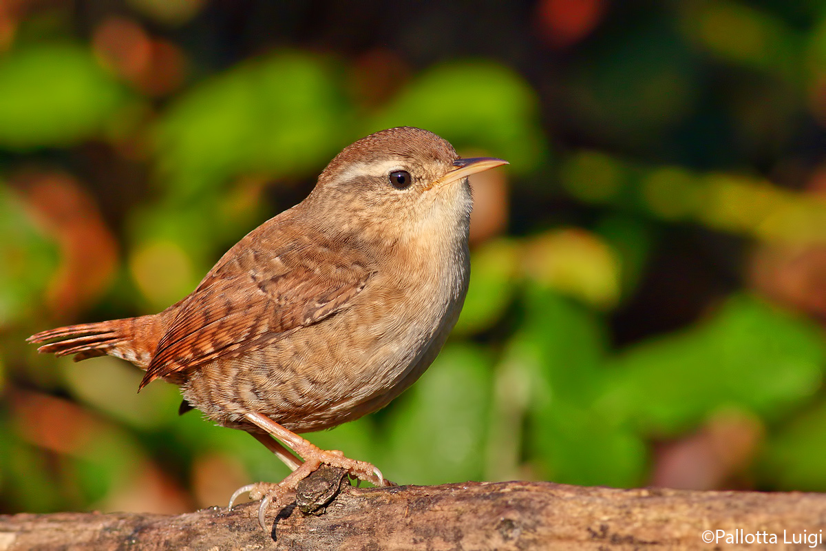 Scricciolo ( Troglodytes troglodytes )