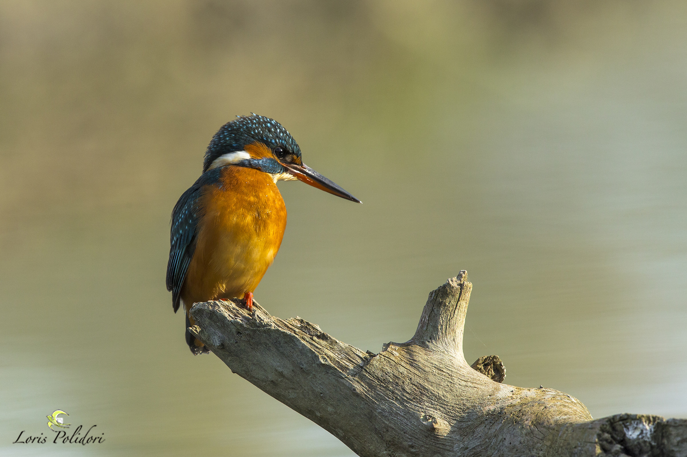 kingfisher
