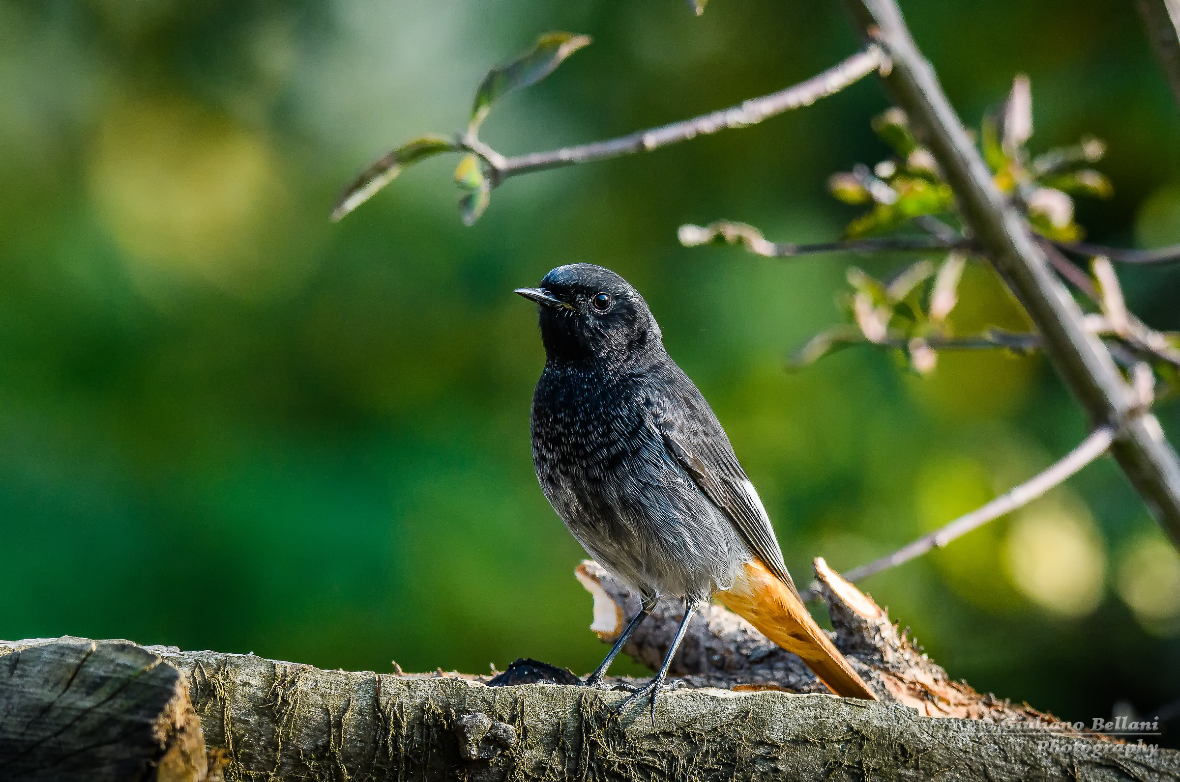 Codirosso Spazzacamino