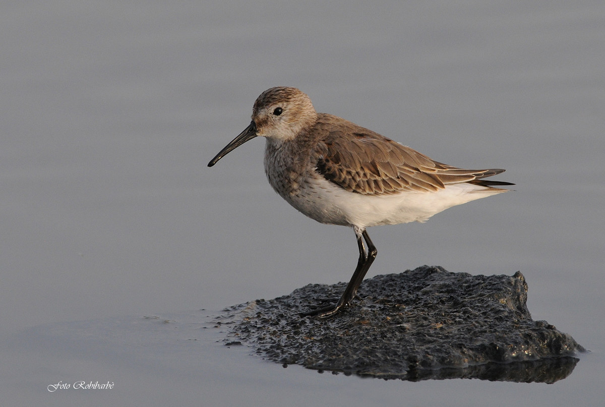 Piovanello pancianera...