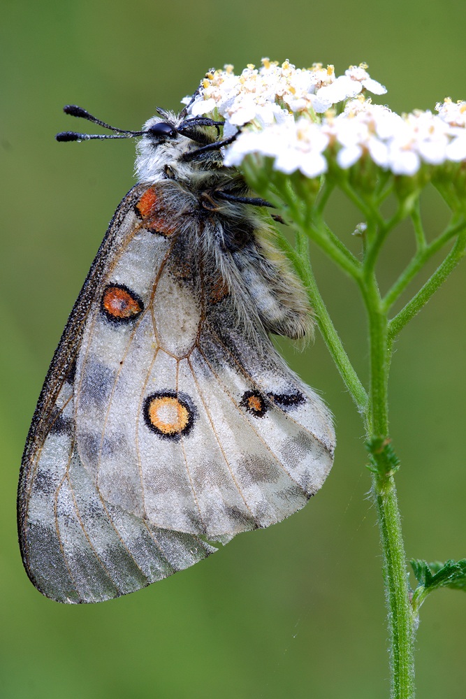 Parnassius Apollo ...
