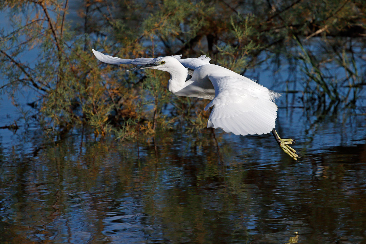 egret