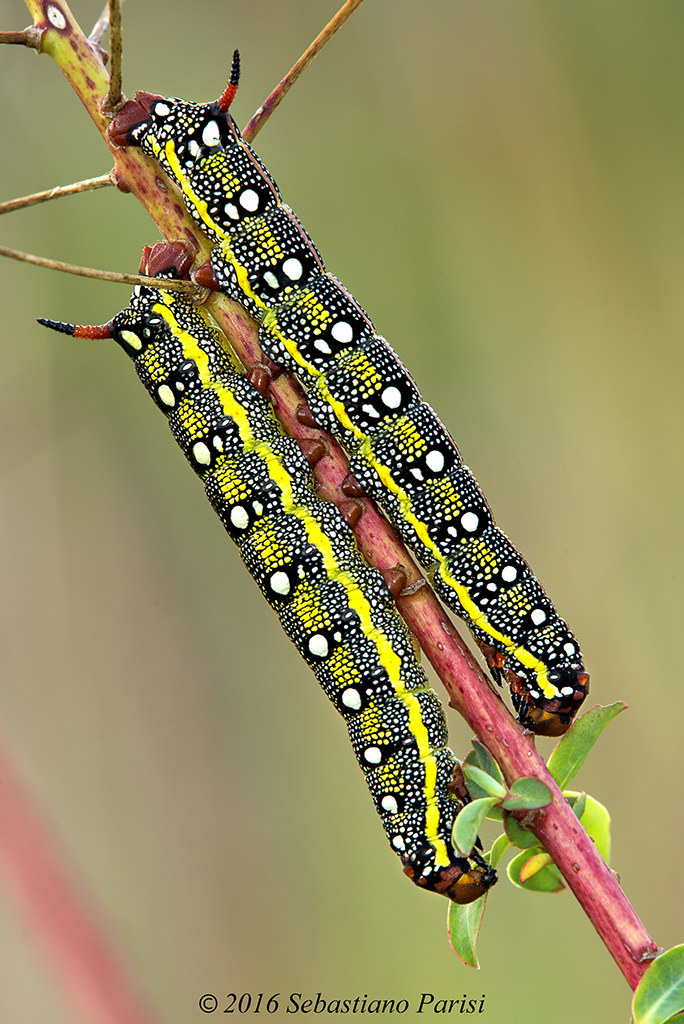 Bruco della sfinge dell'euforbia