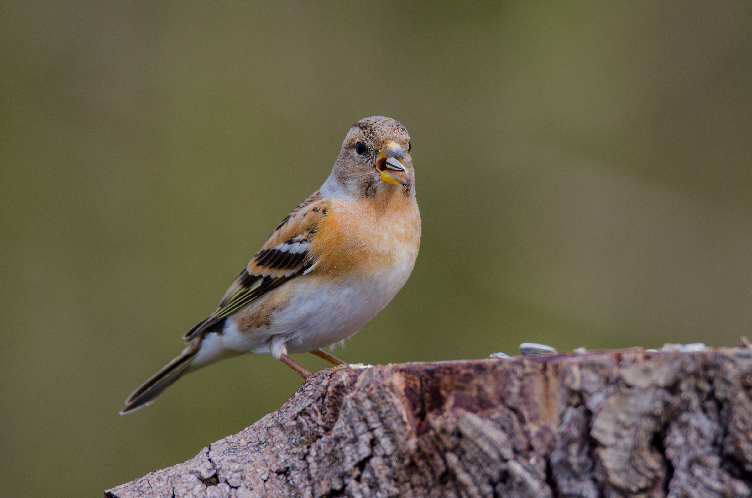 brambling in hd with d7000