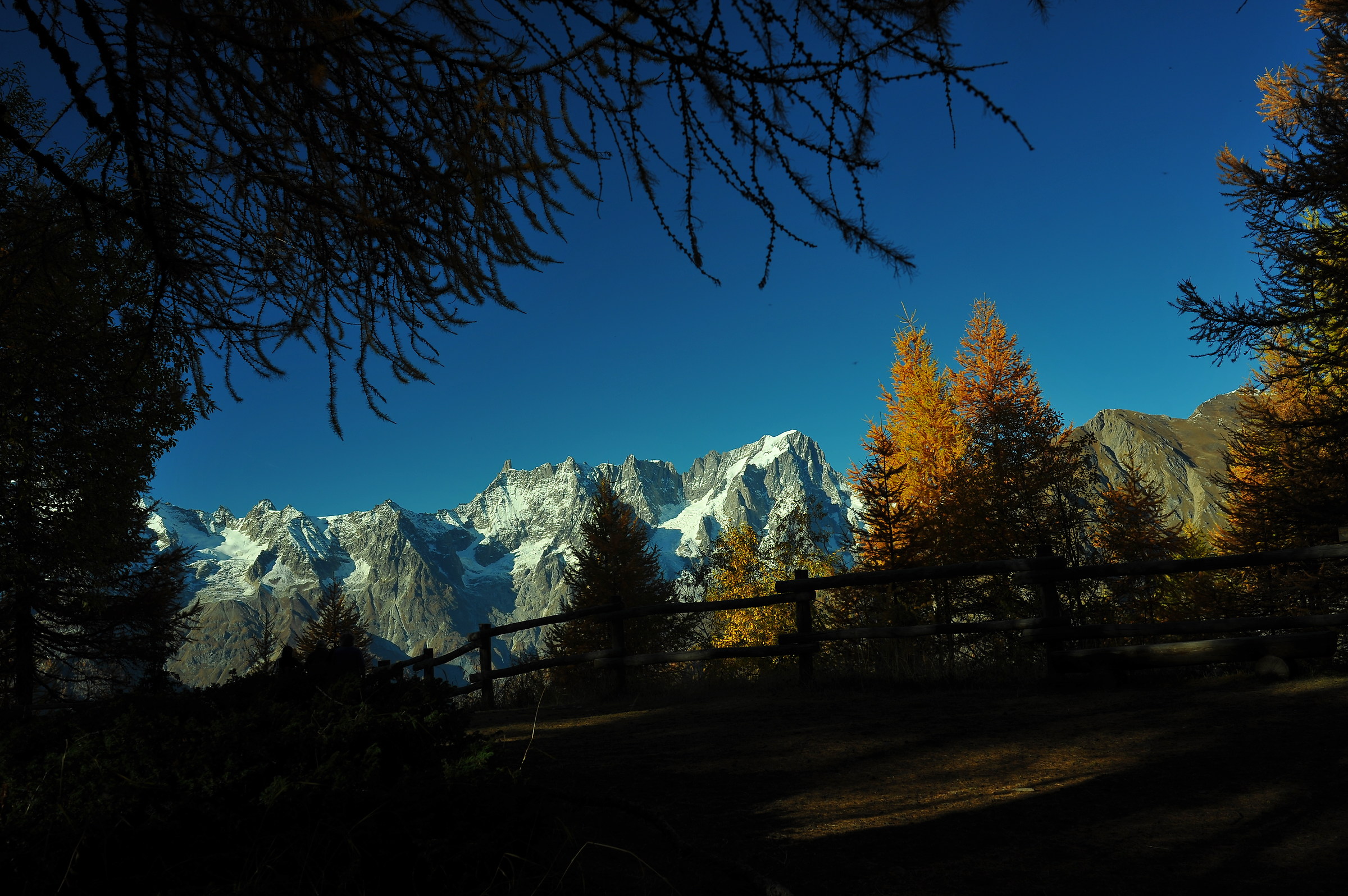 surprise at the top of the forest ...