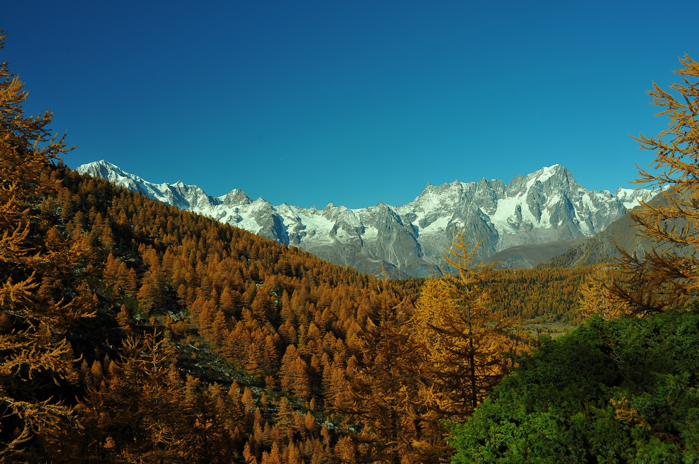 white over the gold of the larches