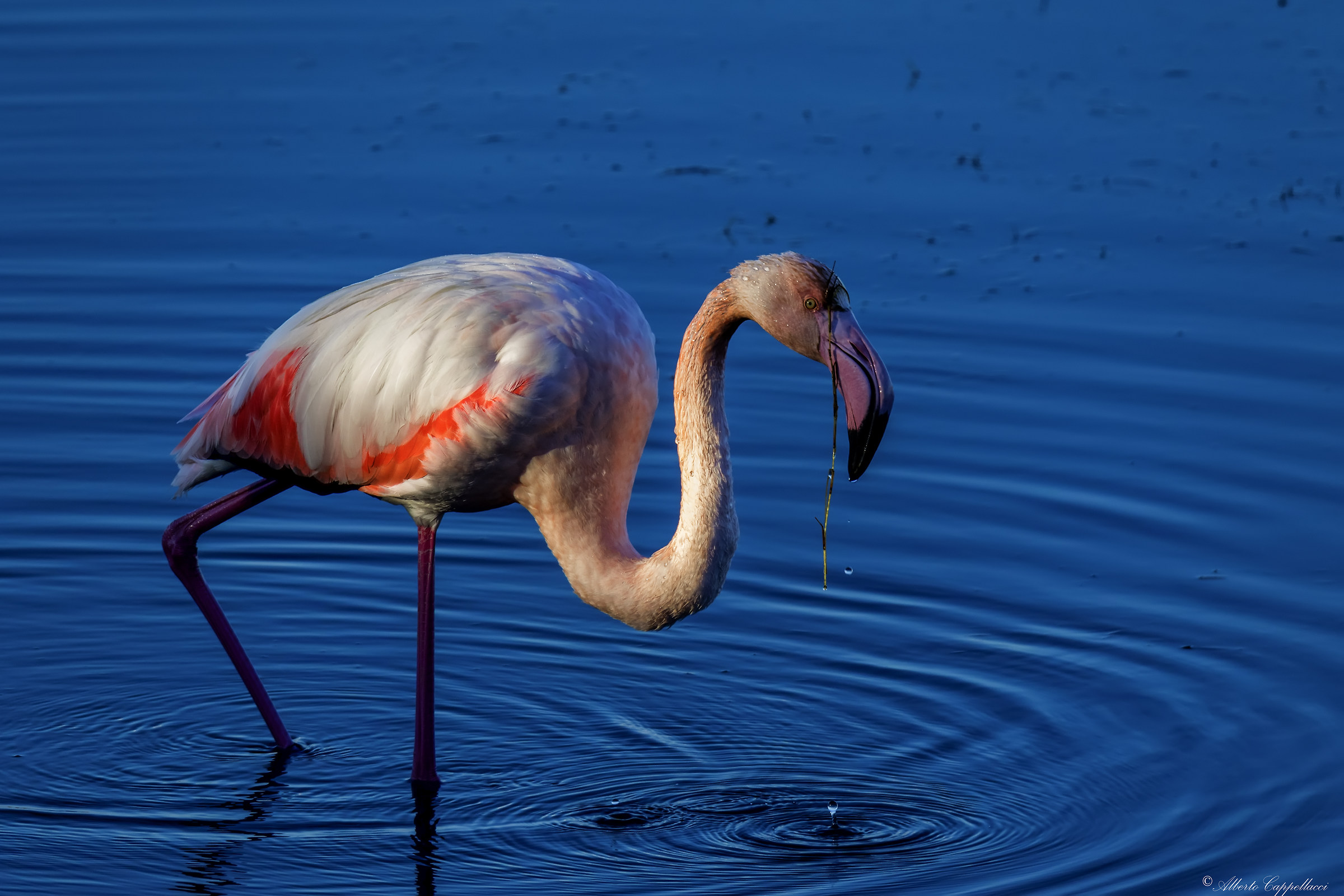 Flamingo