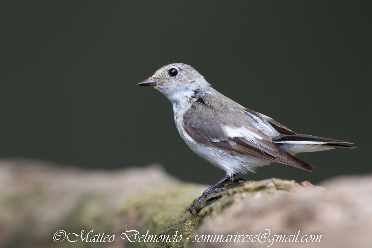 Collared Flycatcher