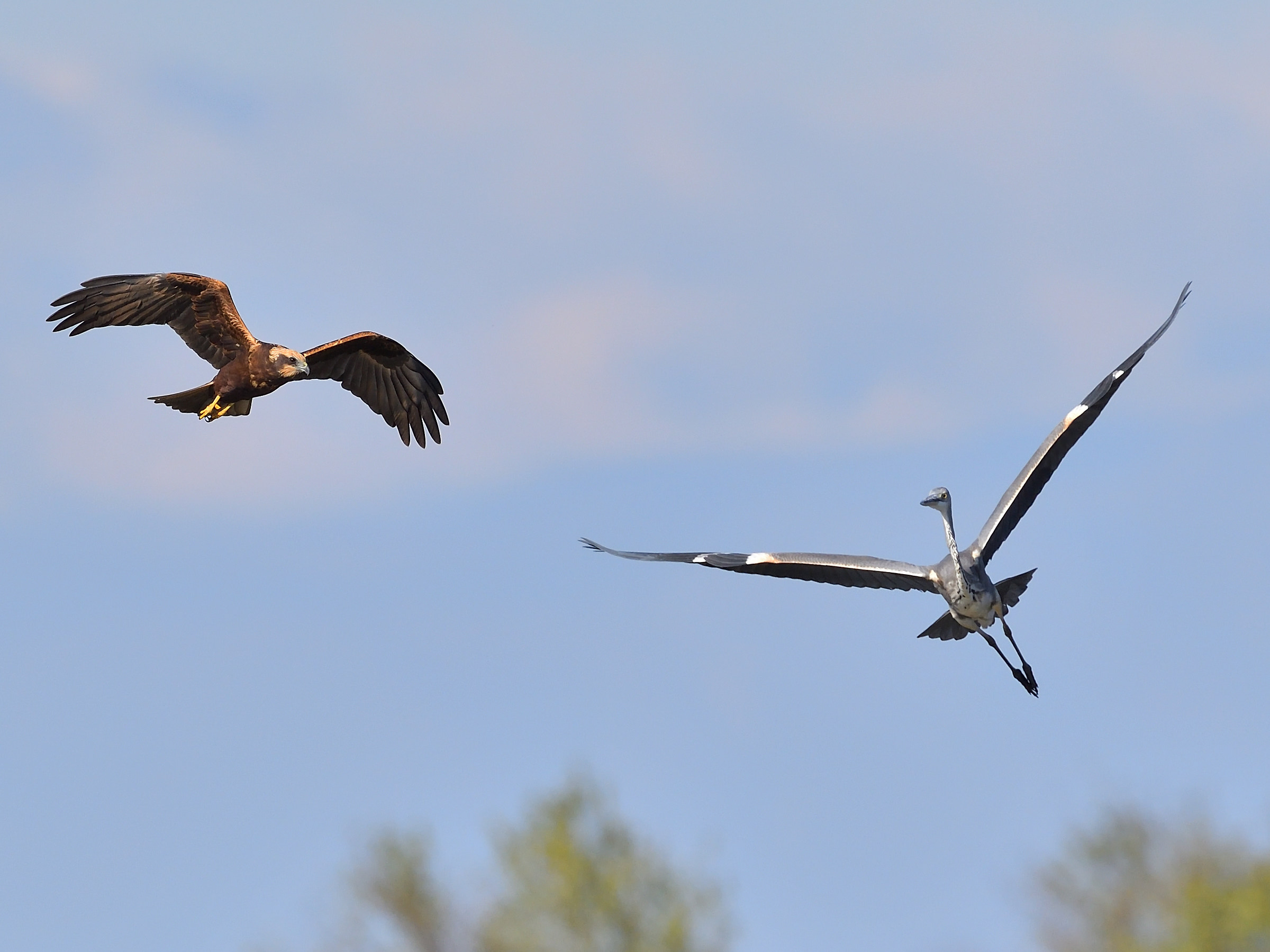marsh harrier vs gray heron