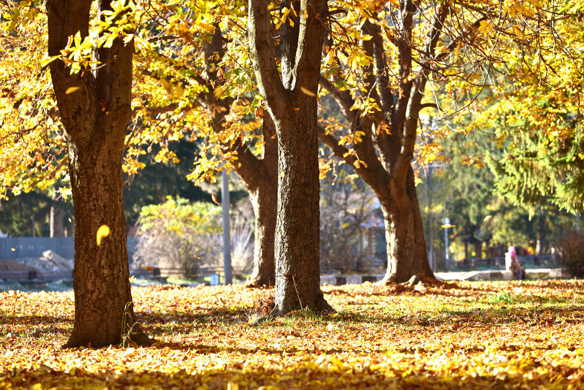 Veningrad è in autunno