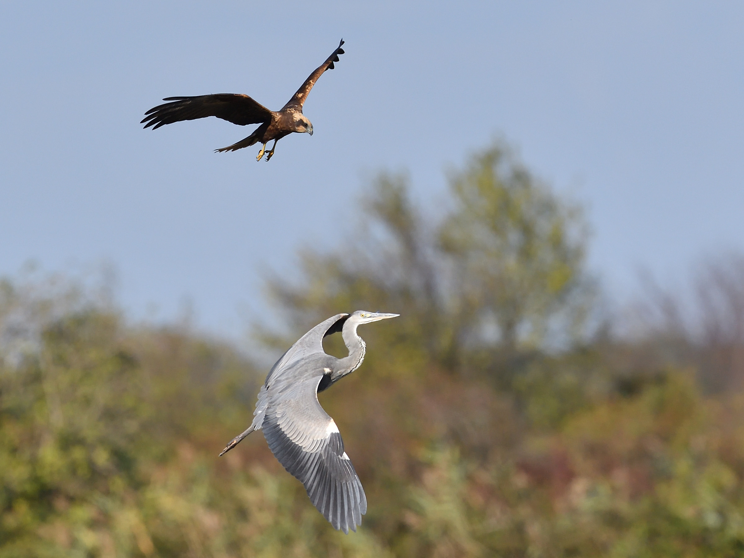 marsh harrier vs gray heron