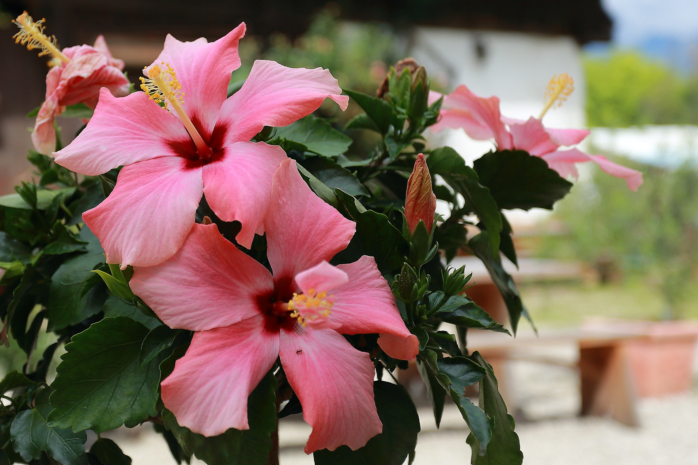 Una formica sull'ibiscus ...