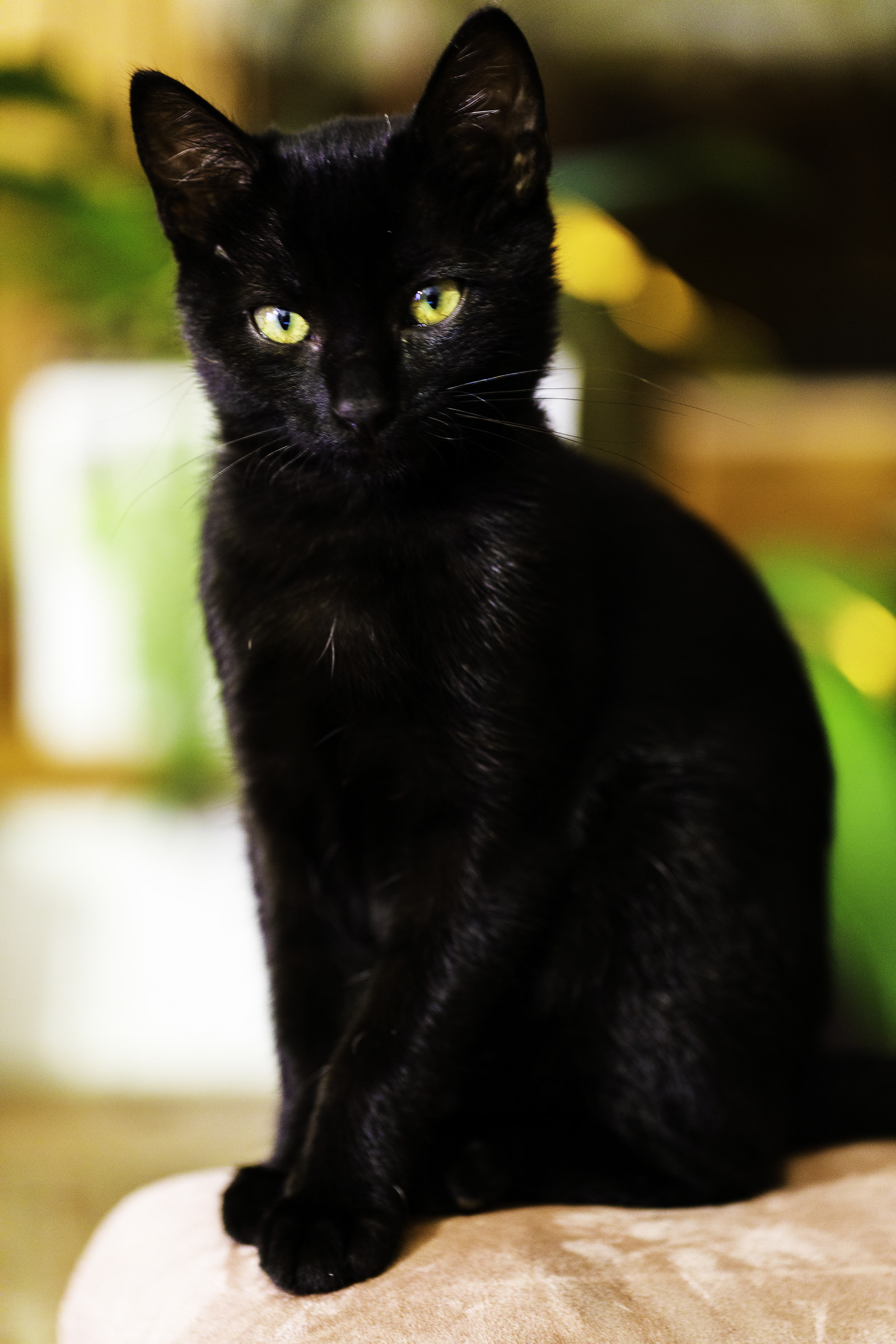 Black Cat