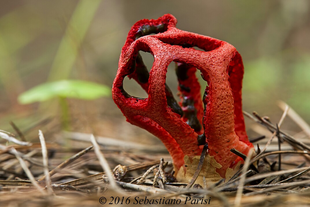 lantern mushroom