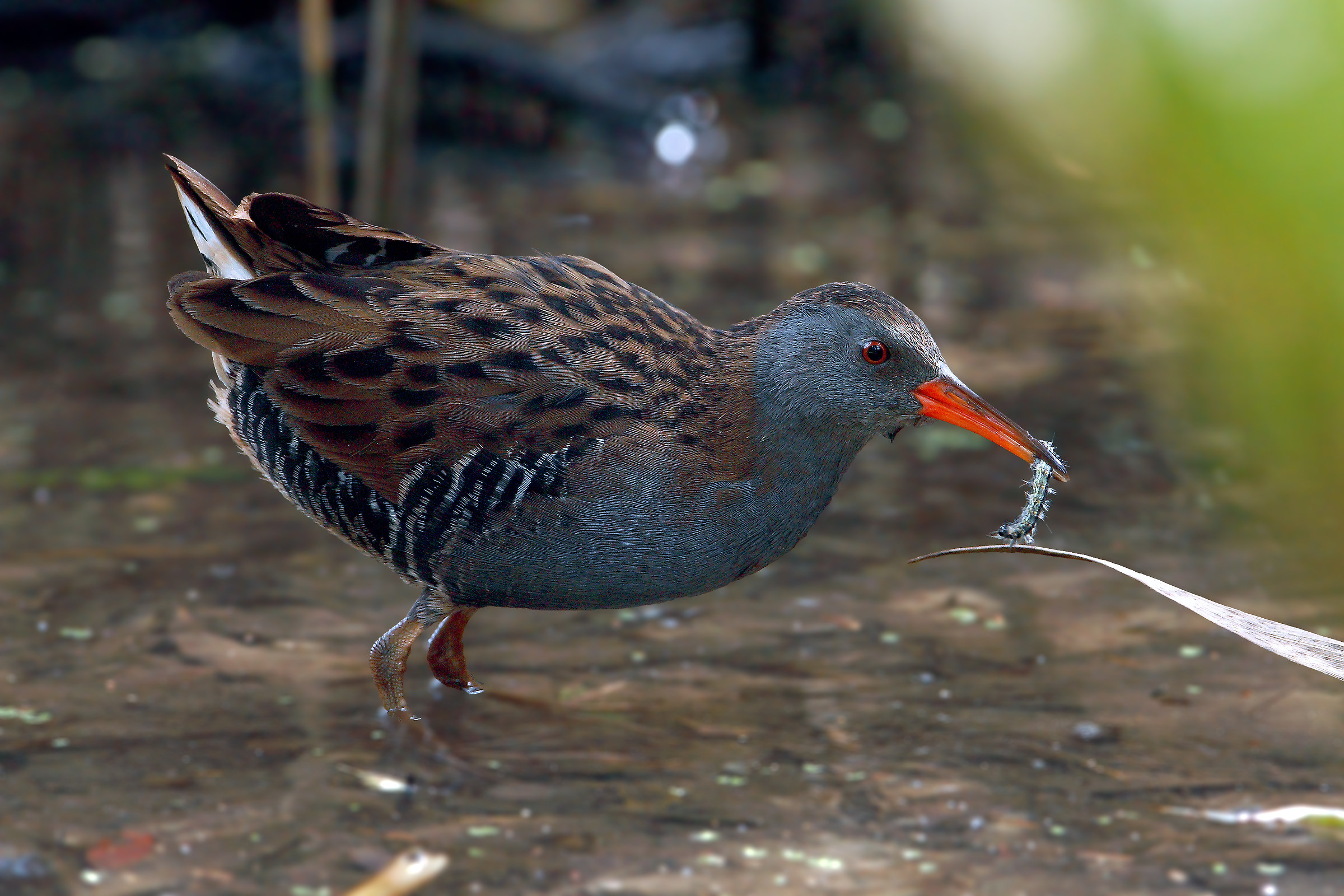 Porciglione with prey