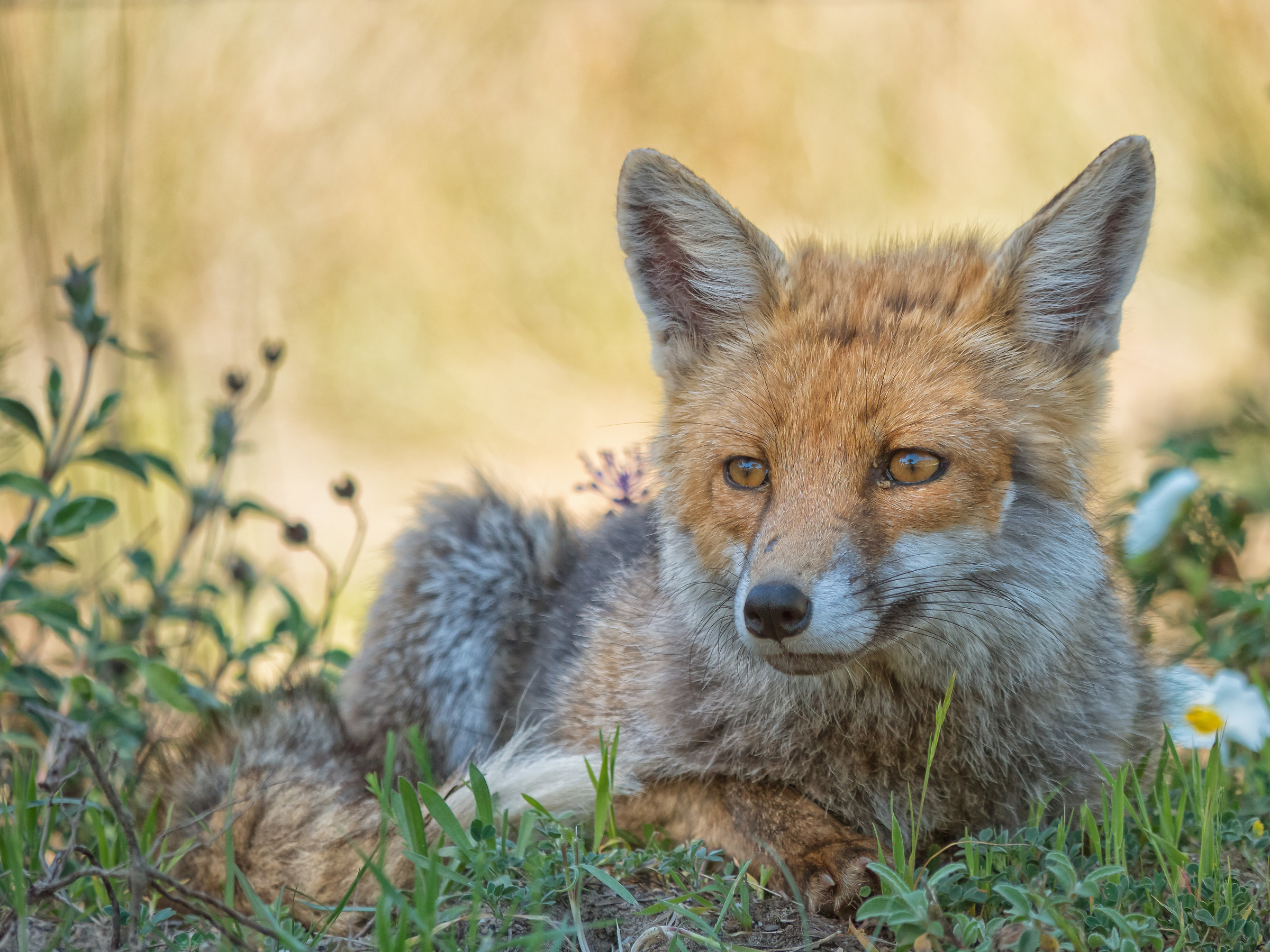 Il riposo della volpe