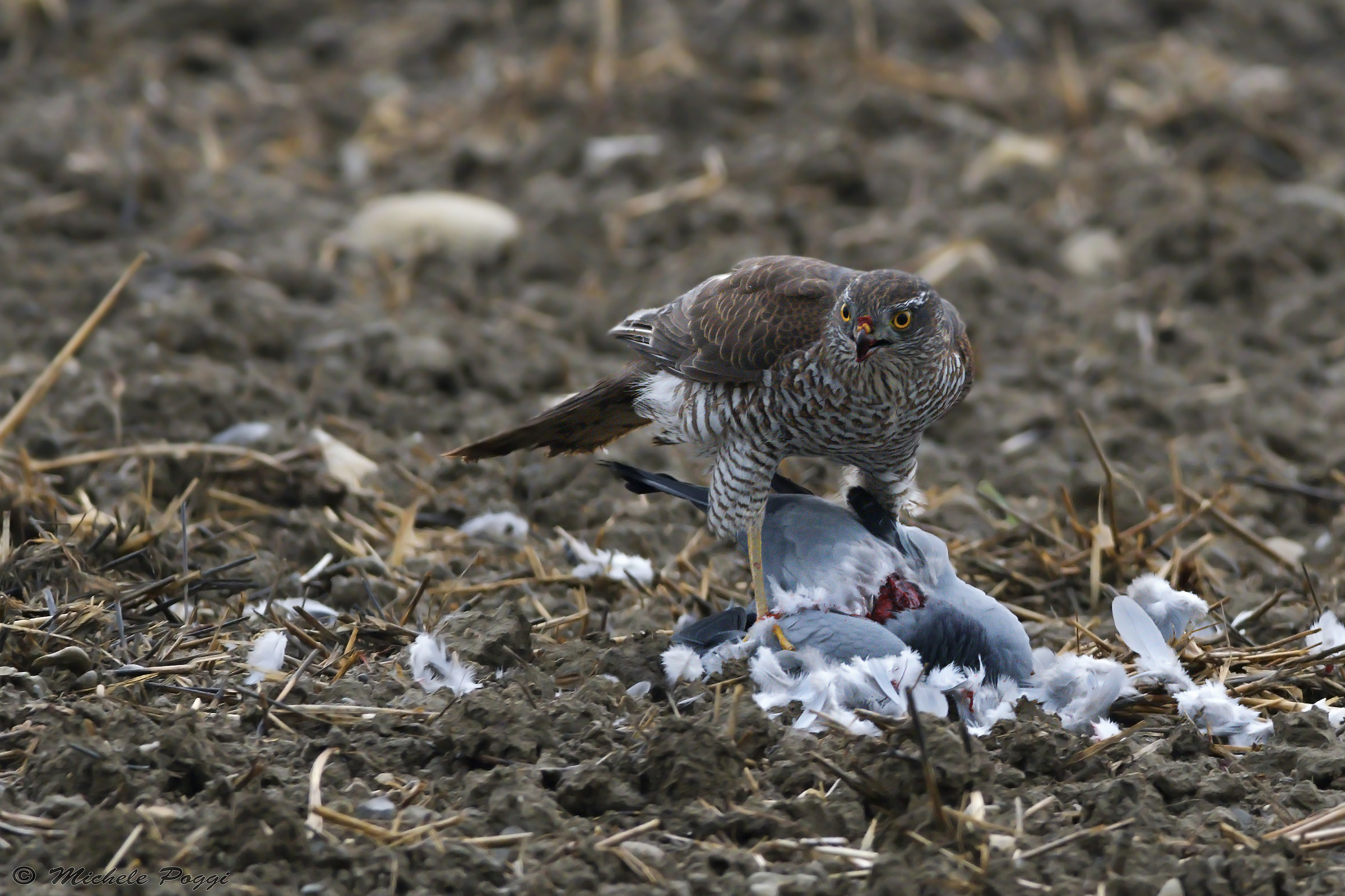 The breakfast the sparrowhawk