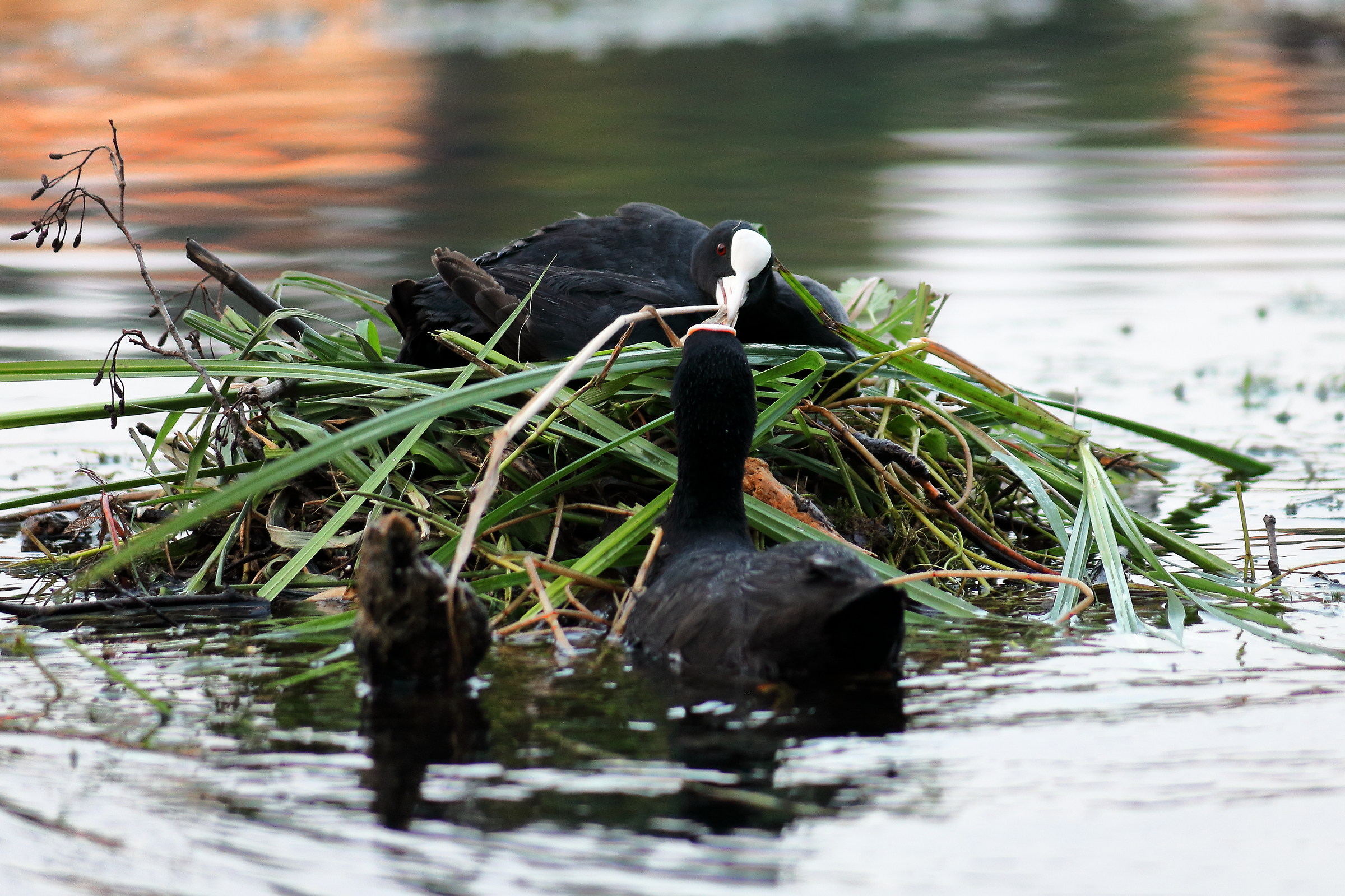 Due folaghe ed una capanna...