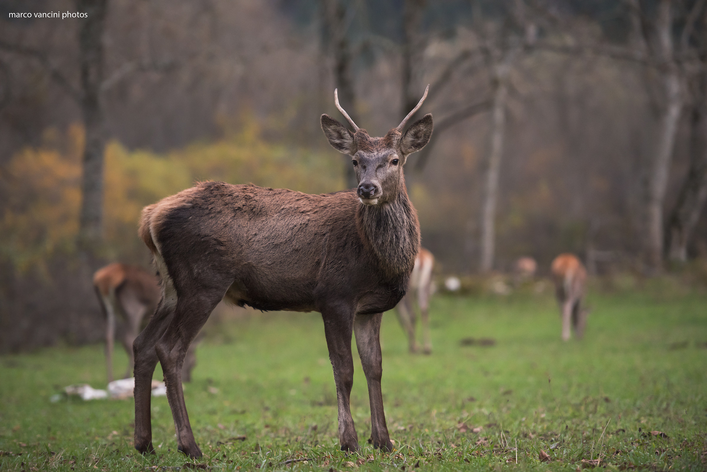 Il cervo maschio