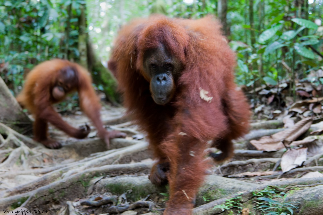 Semenggoh Reserve Kuthing ( Sarawak Borneo )