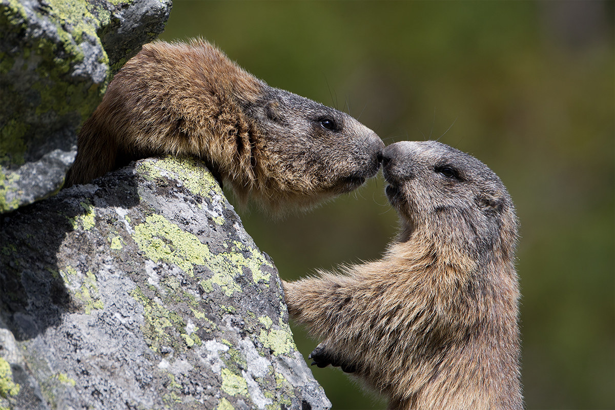 Marmota marmota ssp. latirostris (Marmotta alpina) - SVK