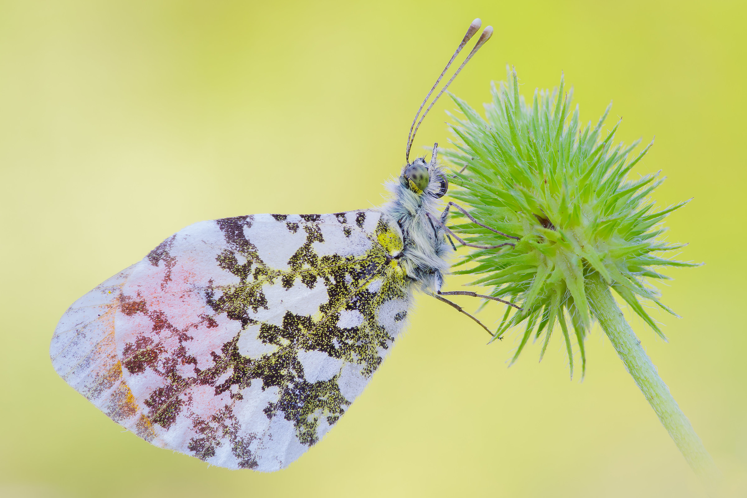 Antocharis cardamines - Pixel shift