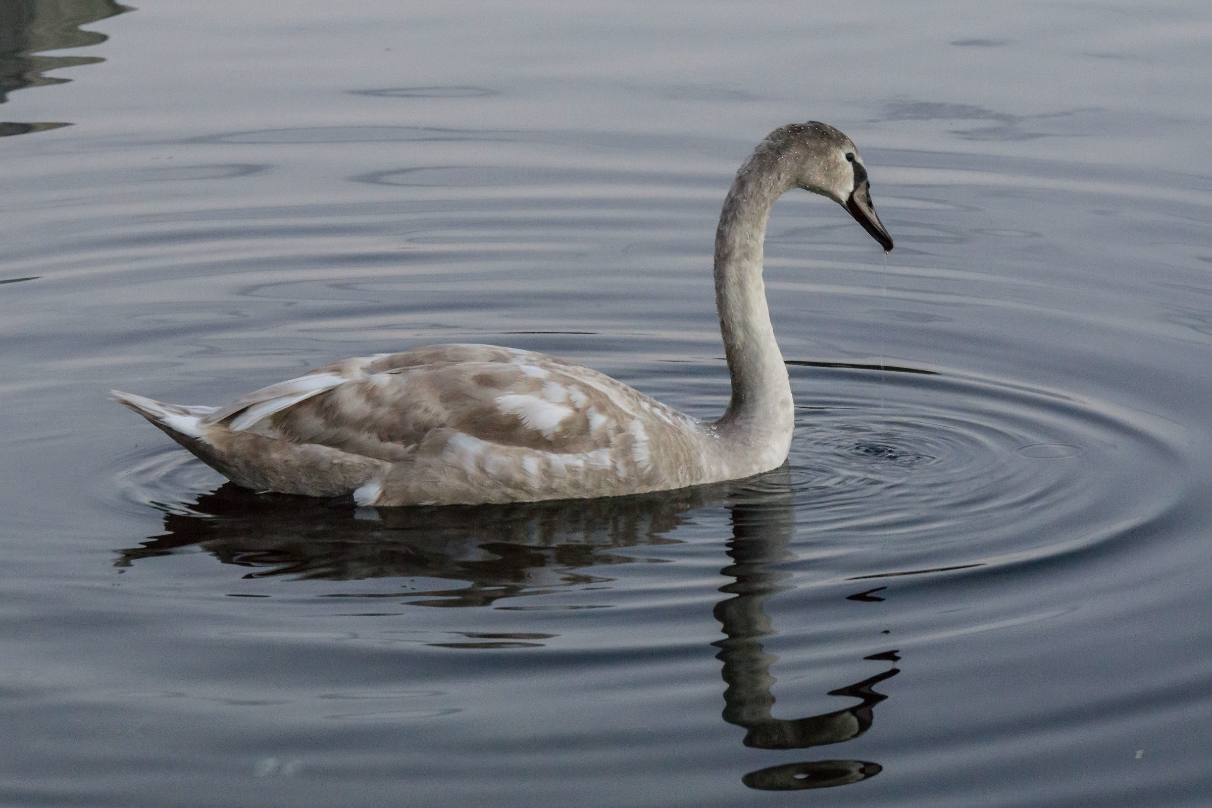 cygnet