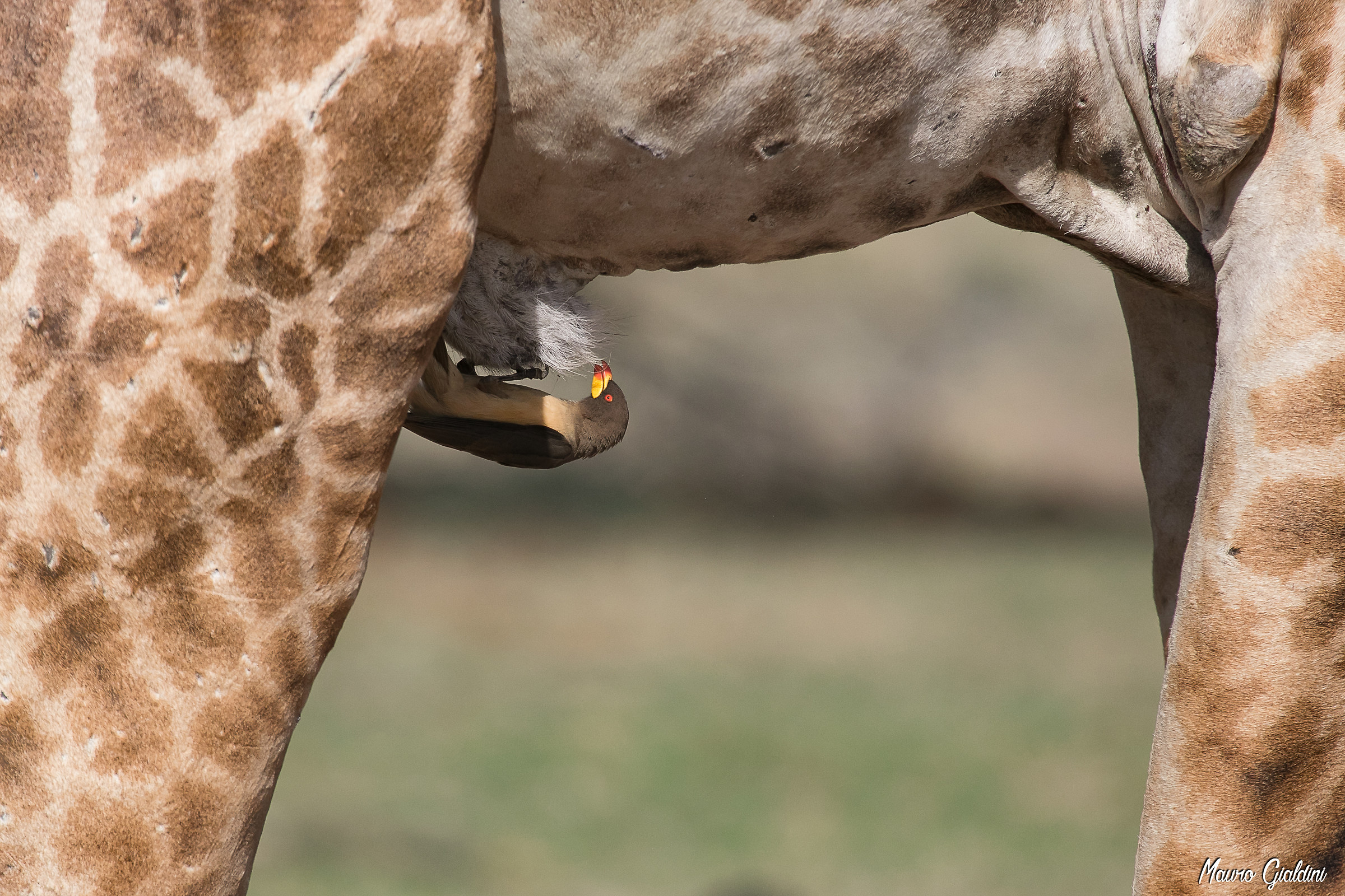 Bufaga beccogiallo (Buphagus africanus)