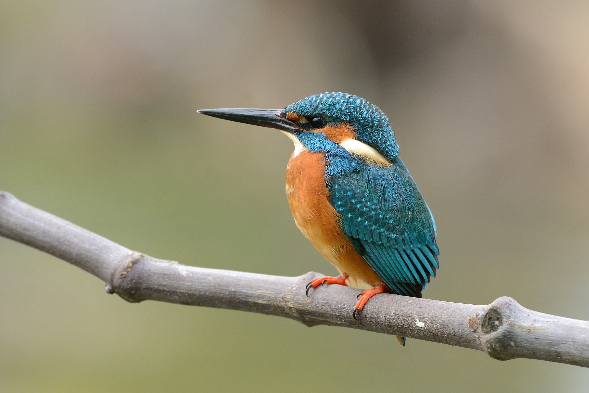 Martino in HD con il 500 f4