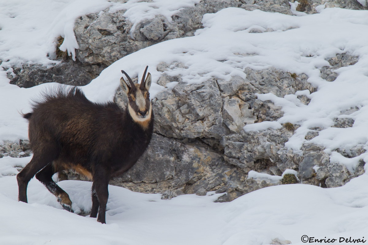 Maschio di camoscio in un freddo mattino.