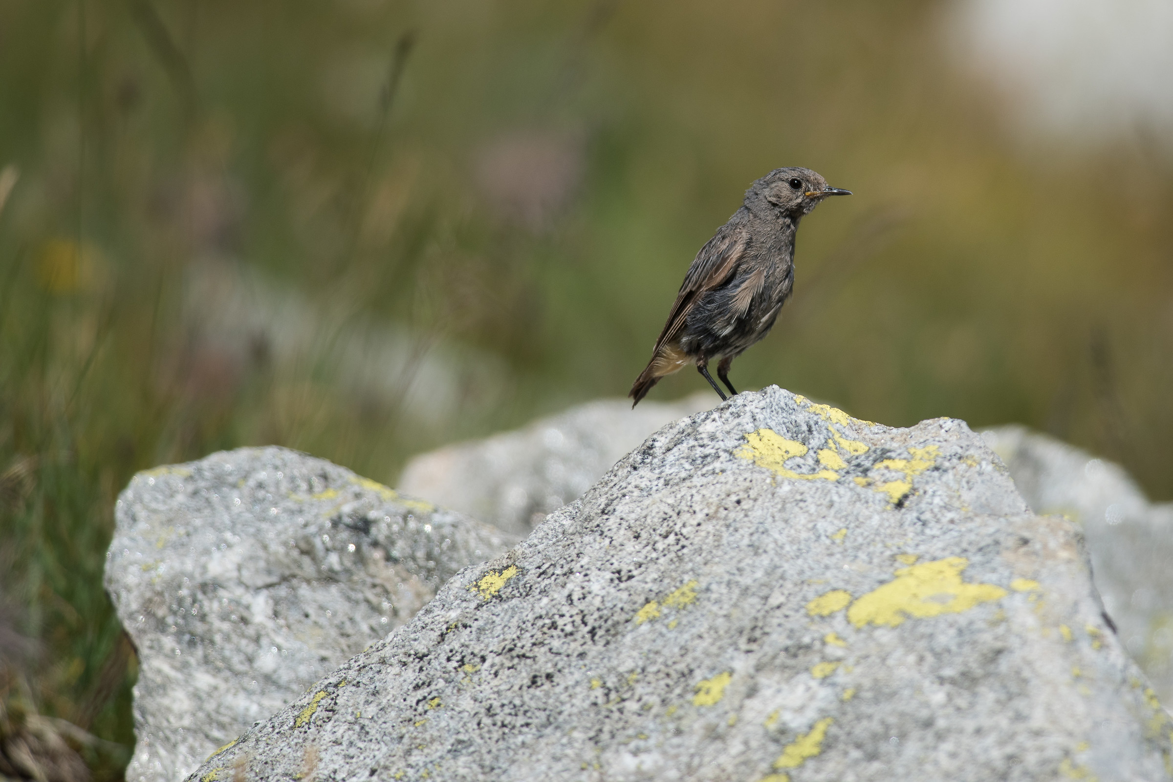 Codirosso spazzacamino