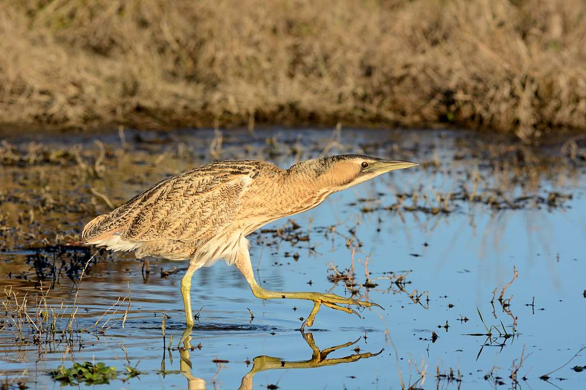 Bittern