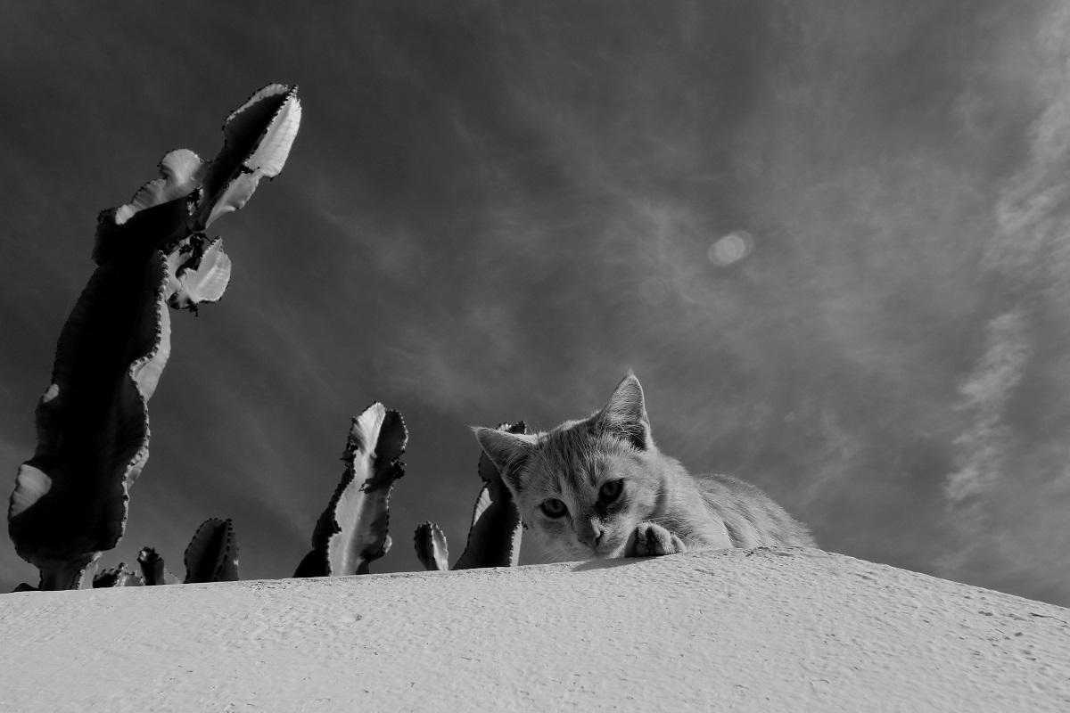 Cucu chi mi guarda !