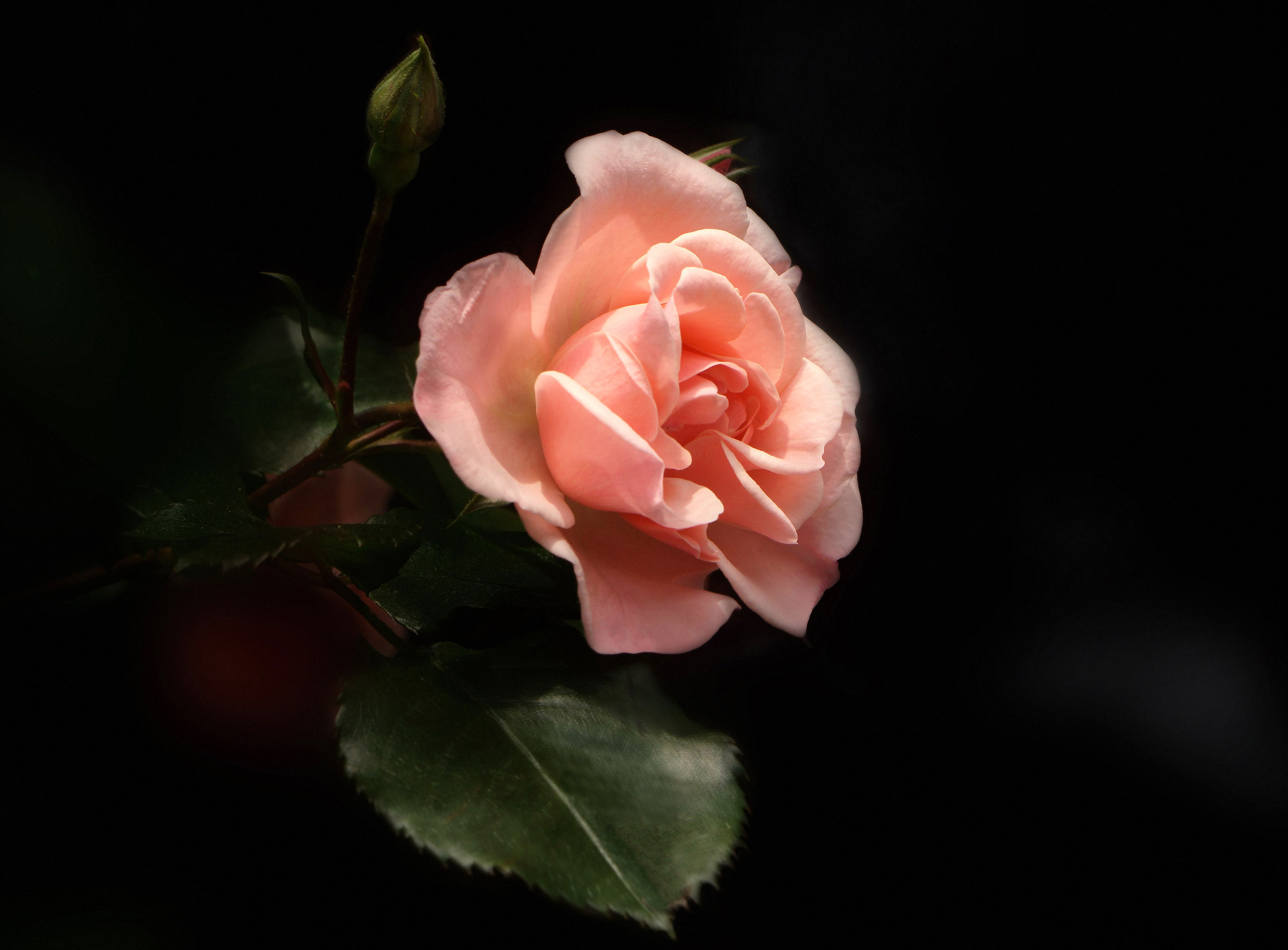 A rose and her skin.