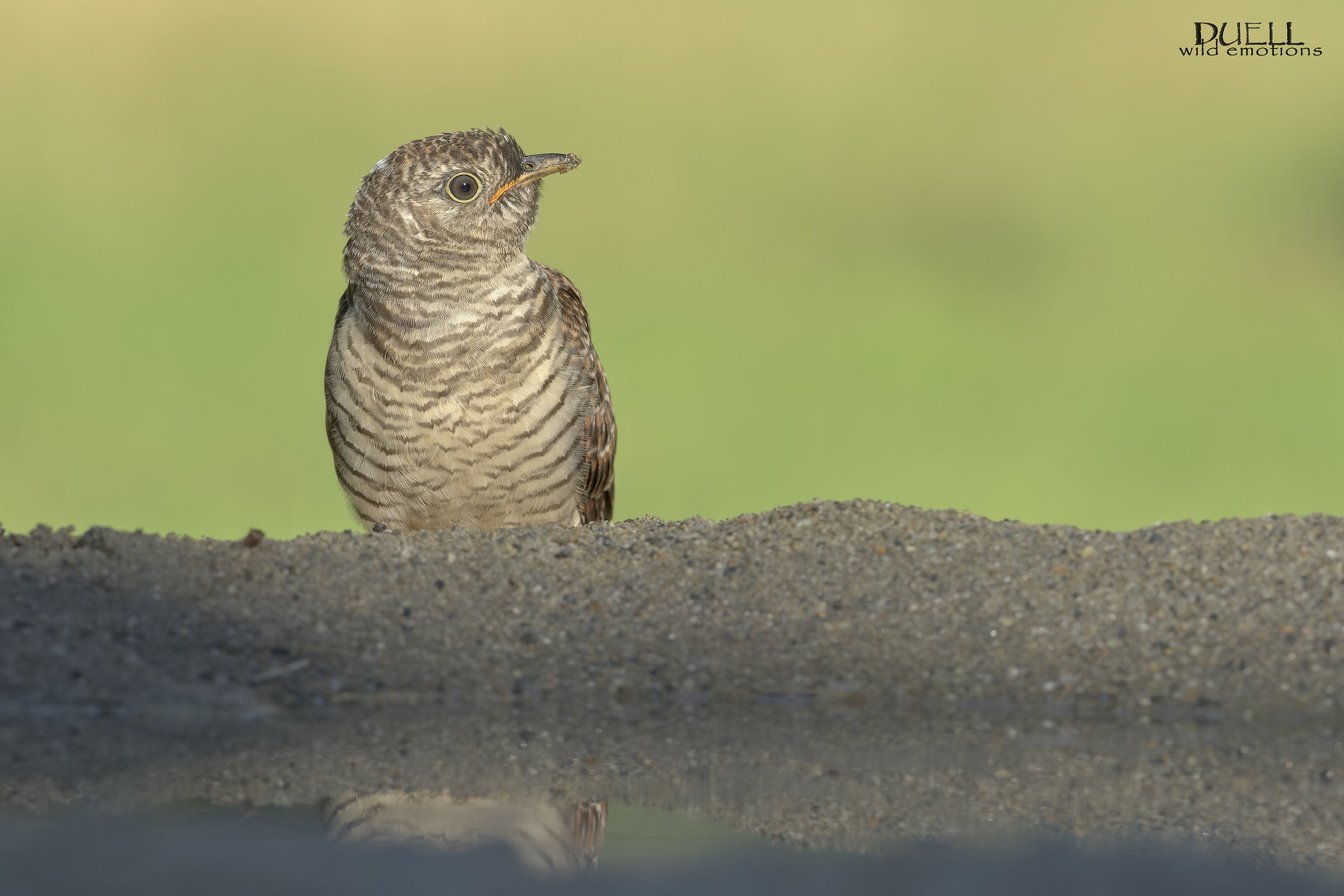 giovane cuculo alla pozza