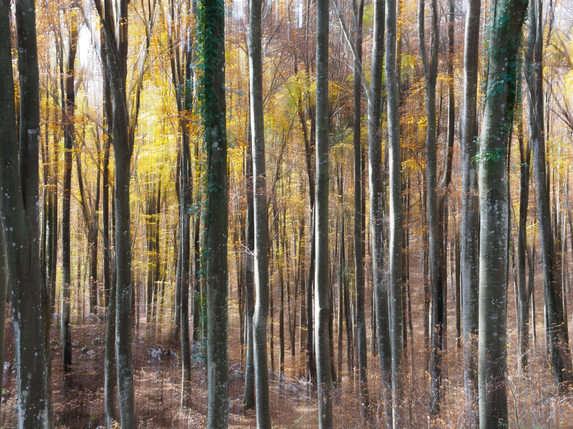 Autunno in Cansiglio - impressioni 1