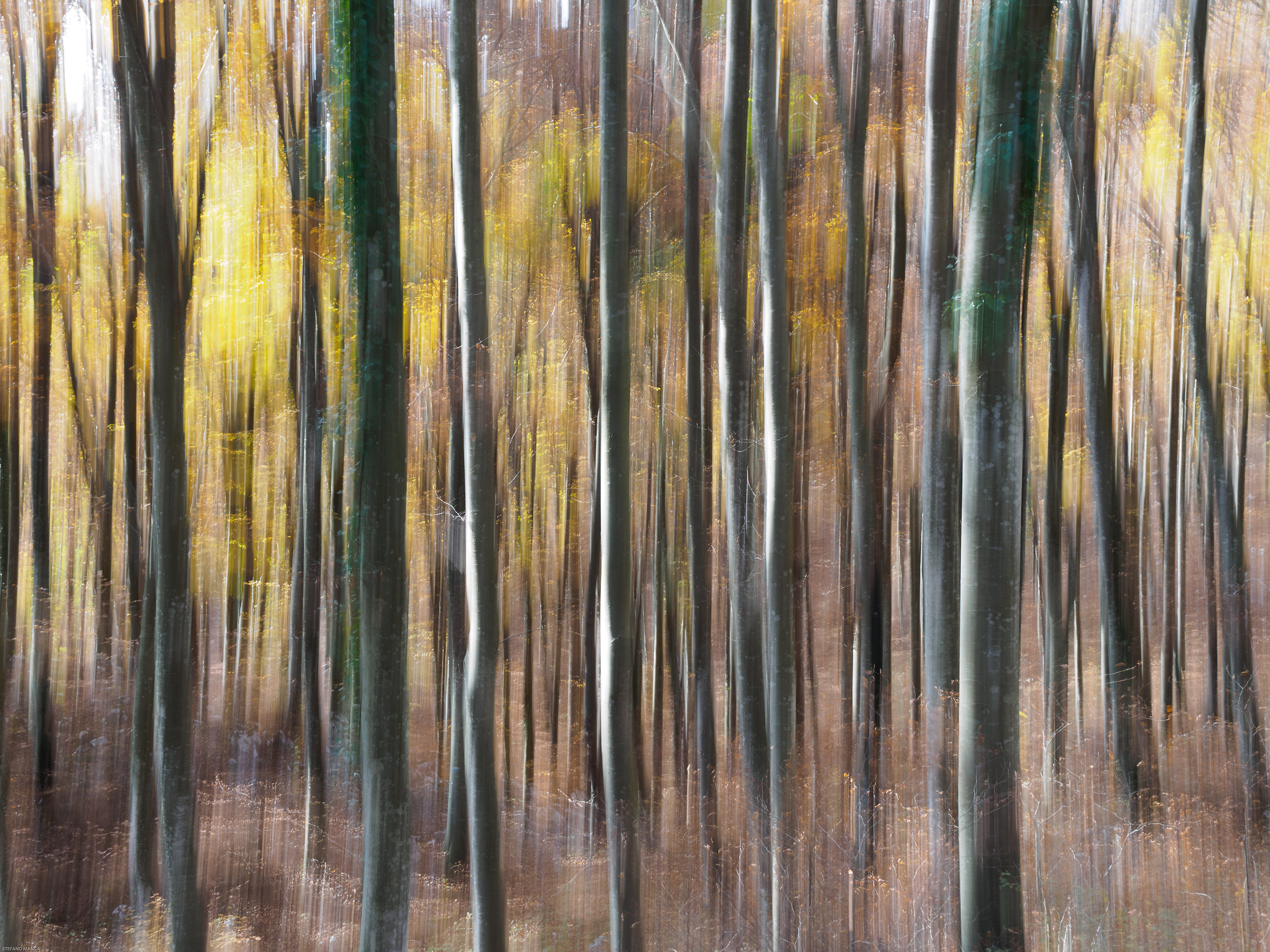 Autunno in Cansiglio - impressioni 2