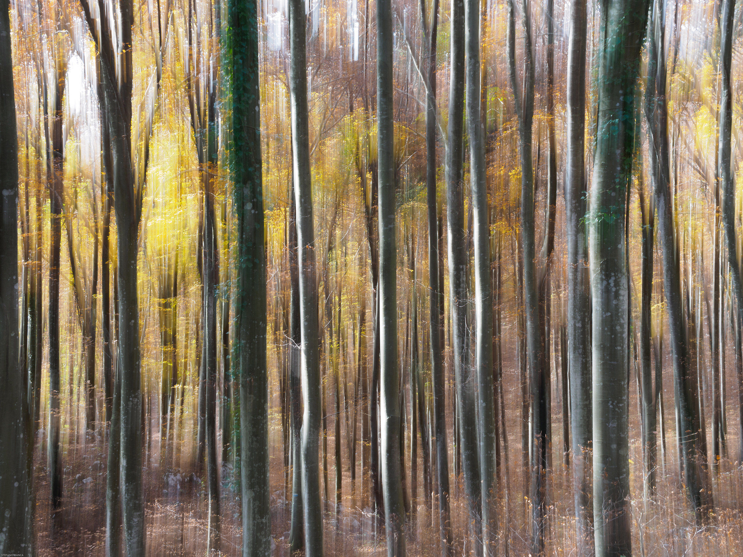 Autunno in Cansiglio - impressioni 3
