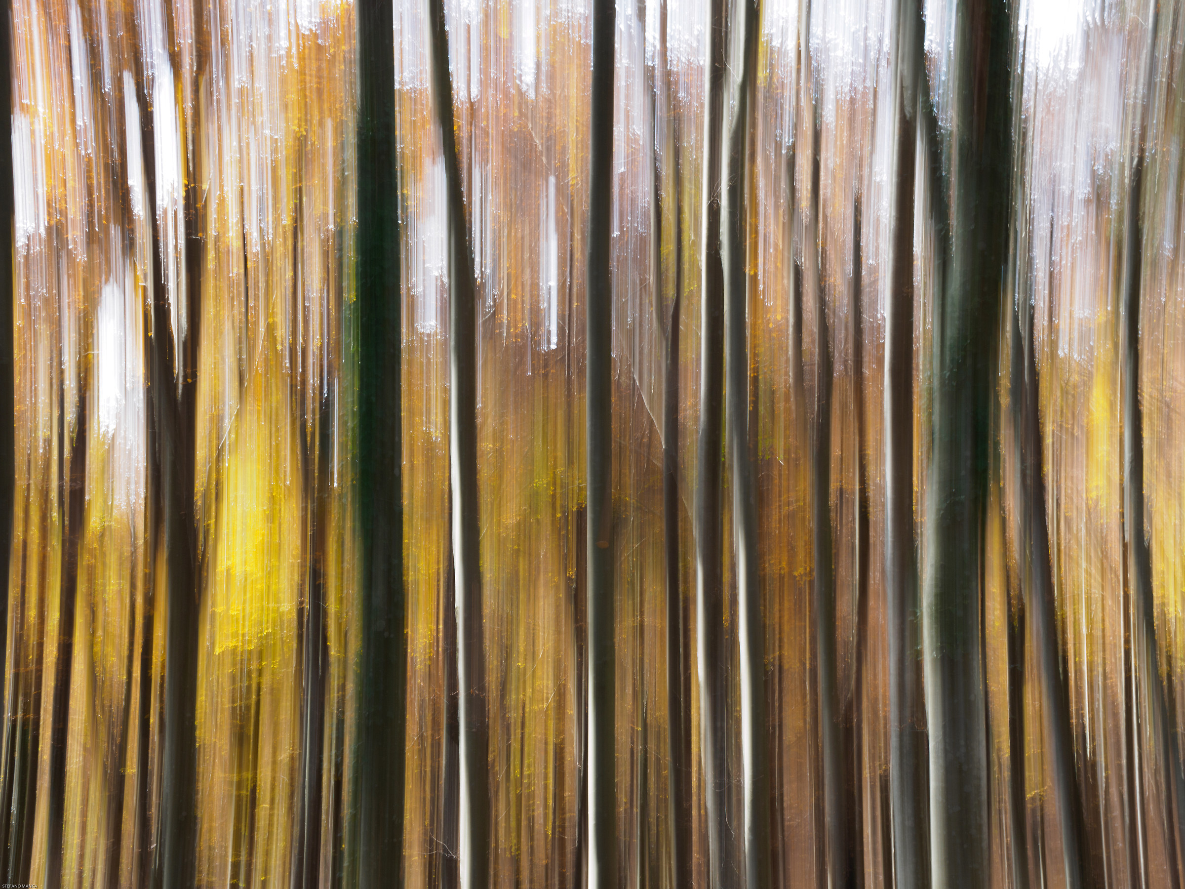 gocce di luce in Cansiglio