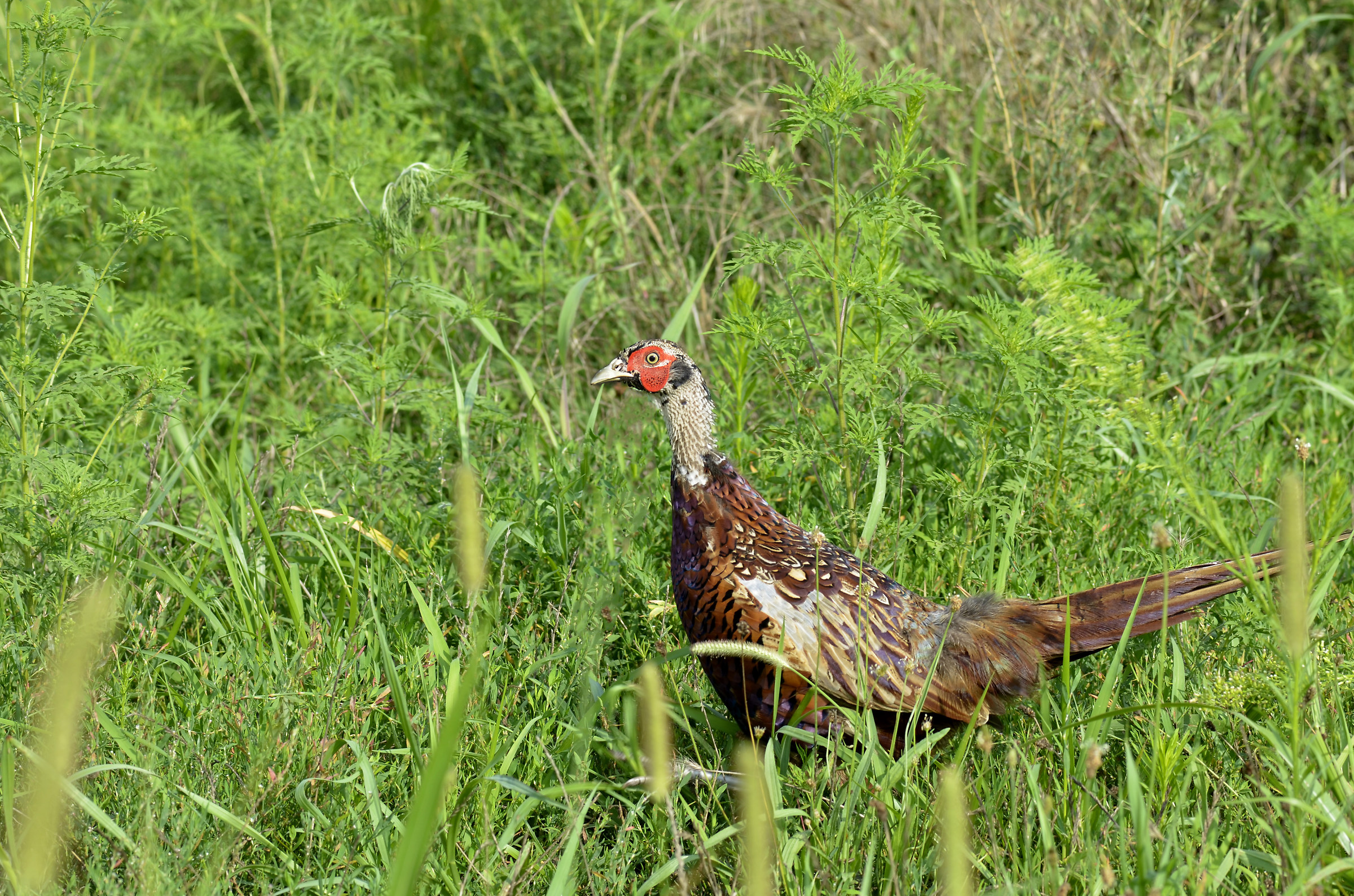 pheasant male