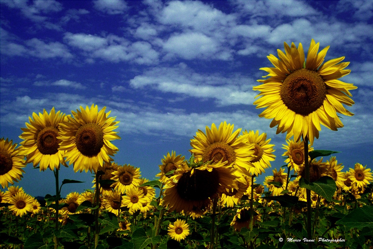 Sunflowers