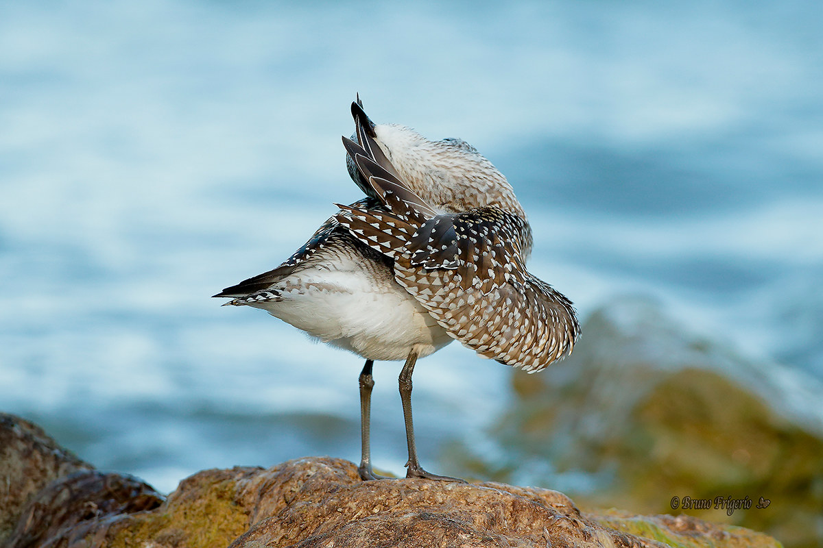 pivieressa- smoothing feathers