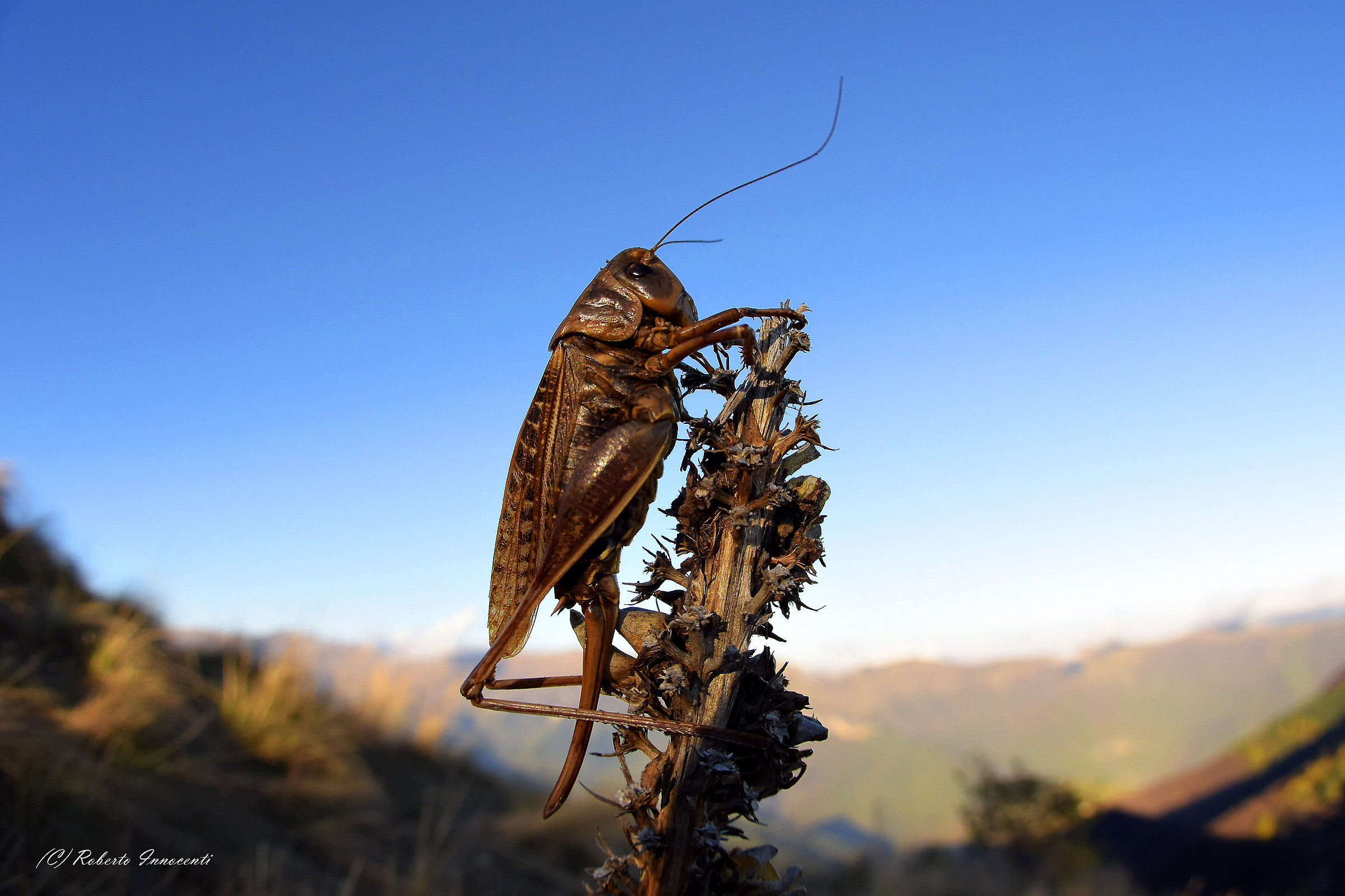 Pholidoptera griseoaptera femmina